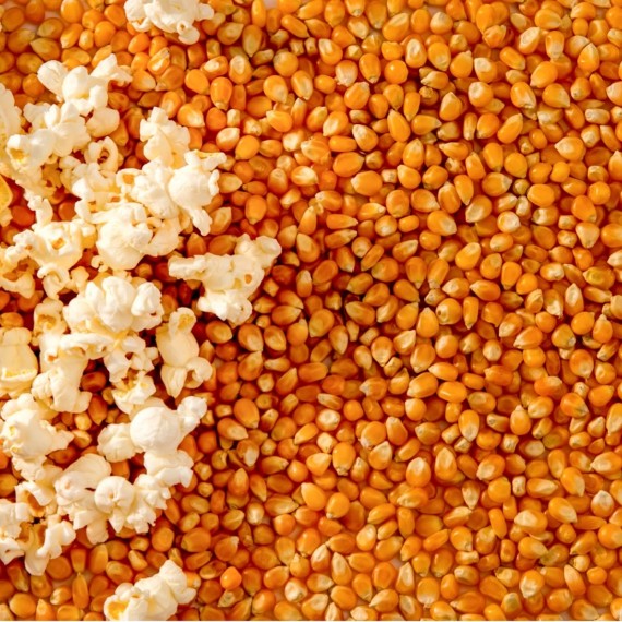 Mais popcorn biologisch